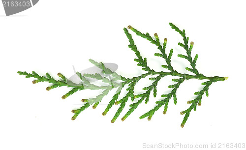 Image of Evergreen branch white isolated