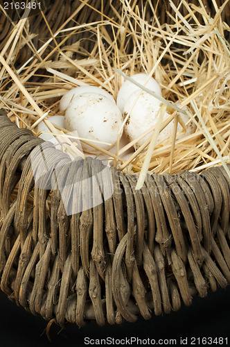 Image of Organic white domestic eggs in vintage basket