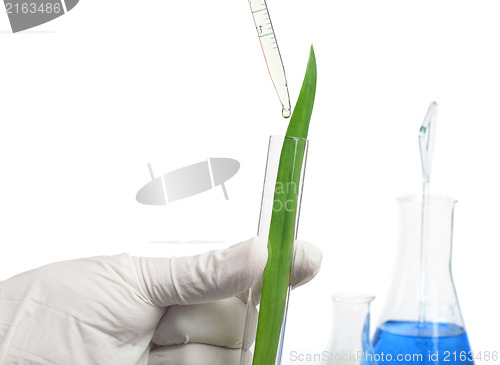 Image of Green plants in laboratory equipment