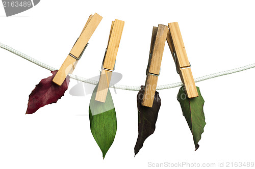 Image of Autumn leaves on a rope. 