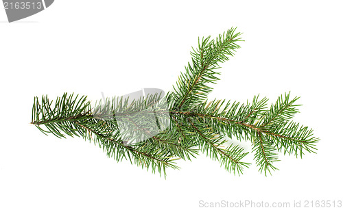 Image of Fir branch white isolated