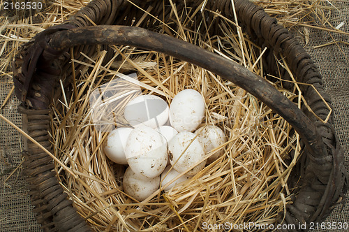 Image of Organic white domestic eggs in vintage basket