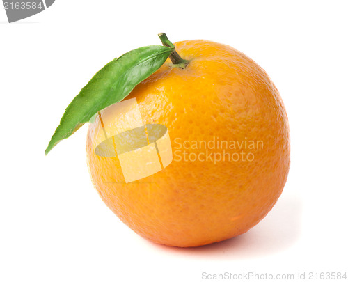 Image of Group mandarins white isolated studio shot