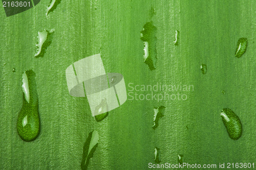 Image of Green leaf background and drops