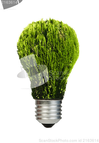 Image of Lamp made ??of green plants. Ecology conception