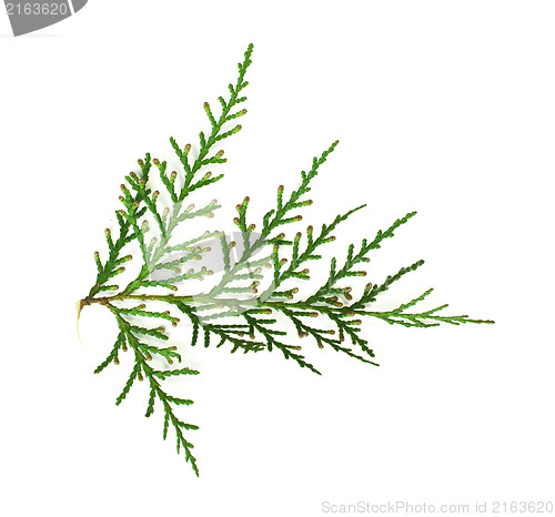 Image of Evergreen branch white isolated