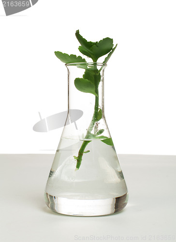 Image of Green plants in laboratory equipment