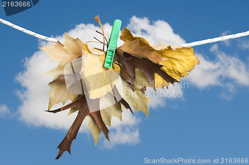 Image of Autumn leaves on a rope