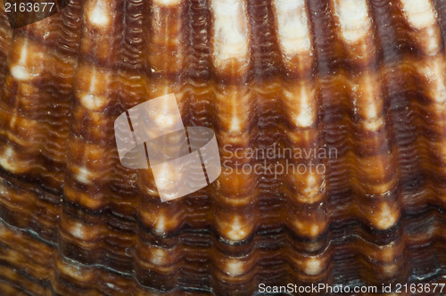 Image of Part of shell very close up for background
