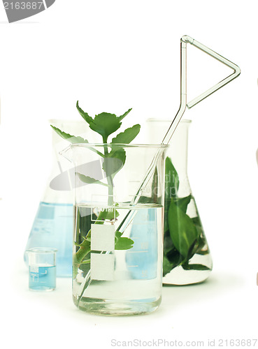 Image of Green plants in laboratory equipment