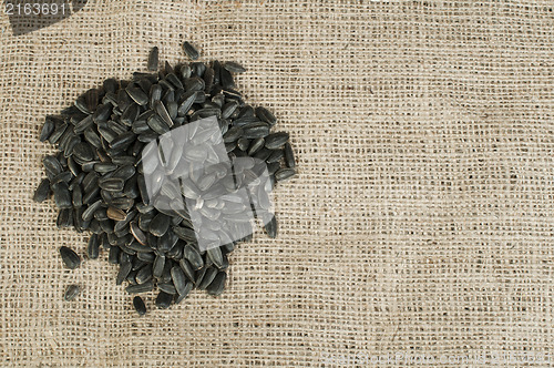 Image of Sunflower seed