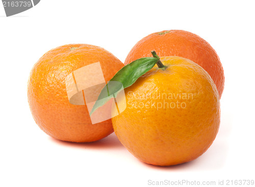 Image of Group mandarins white isolated studio shot