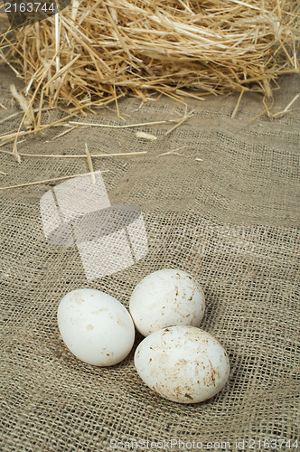 Image of Organic white domestic eggs