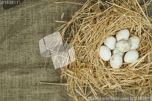 Image of Organic domestic white eggs in straw nest
