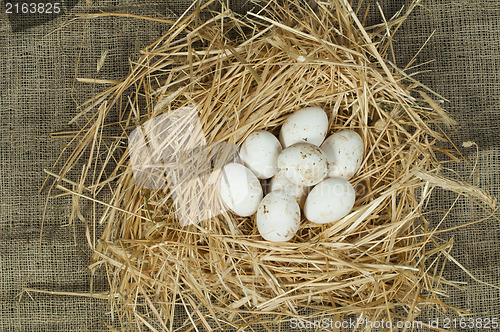 Image of Organic domestic white eggs in straw nest