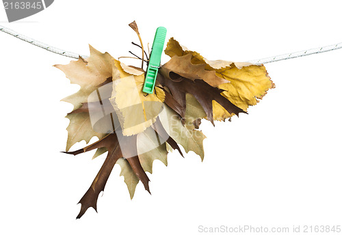 Image of Autumn leaves on a rope