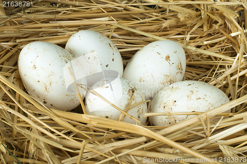 Image of Organic domestic white eggs in straw nest