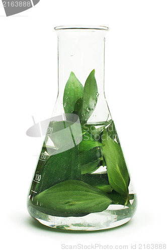 Image of Green plants in laboratory equipment