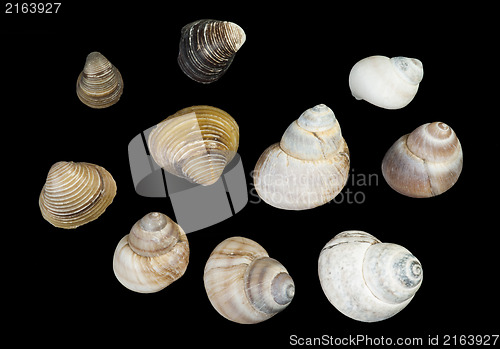 Image of Set of sea ??shells black isolated