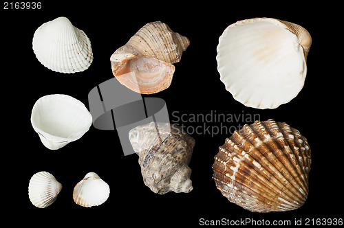 Image of Set of sea ??shells black isolated