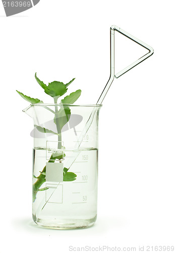 Image of Green plants in laboratory equipment