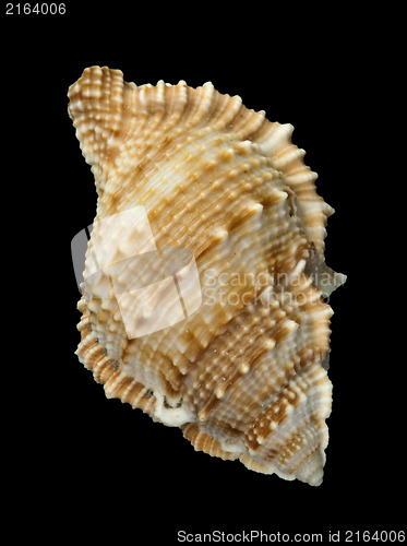 Image of Shell Rapana