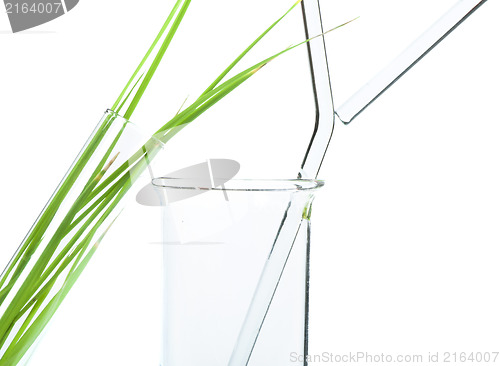 Image of Green plants in laboratory equipment