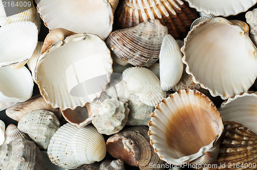 Image of Scattered seashells background