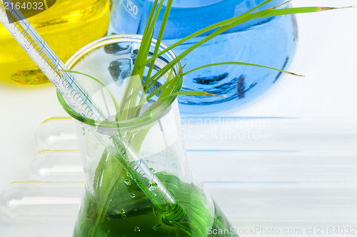 Image of Green plants in laboratory equipment