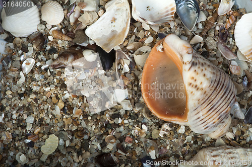 Image of Scattered seashells and rapanas