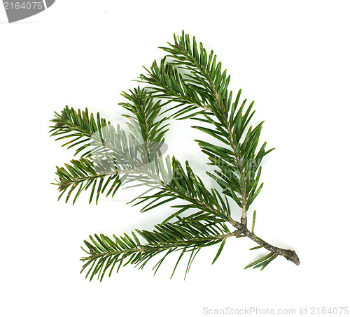 Image of Fir branch white isolated