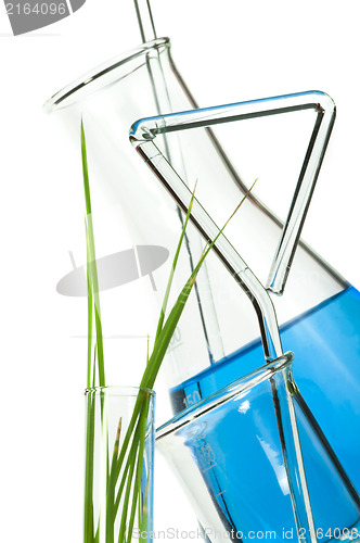 Image of Green plants in laboratory equipment