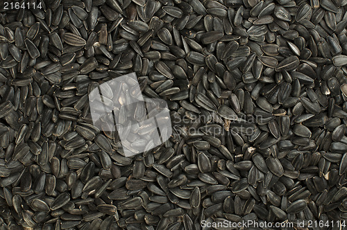 Image of Sunflower seed