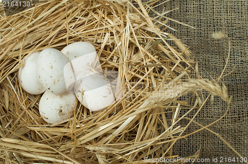 Image of Organic domestic white eggs in straw nest