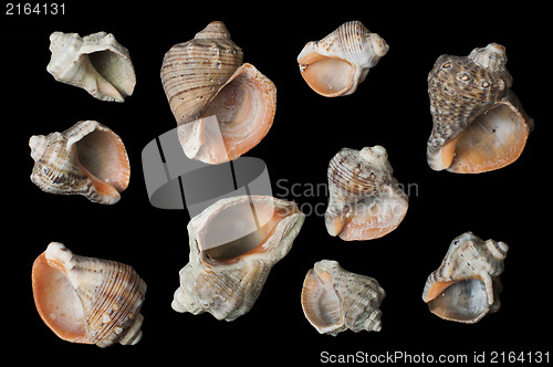 Image of Set of sea Rapanas black isolated