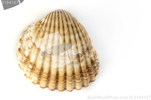 Image of Clams shells