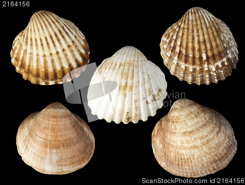 Image of Clams shells