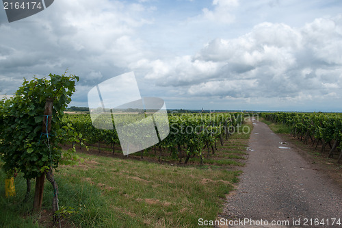 Image of Alsace landscape and vinewyard
