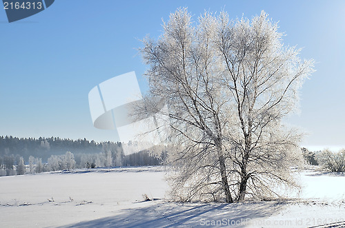 Image of White frost