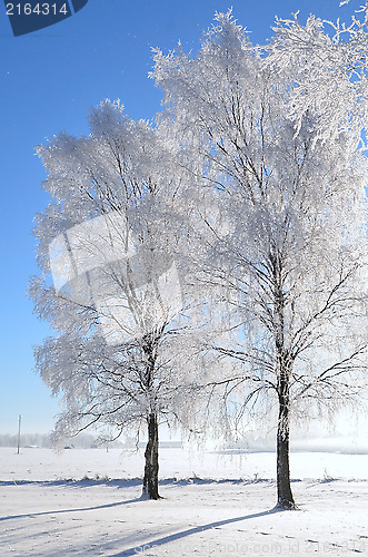 Image of White frost