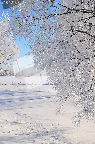 Image of White frost