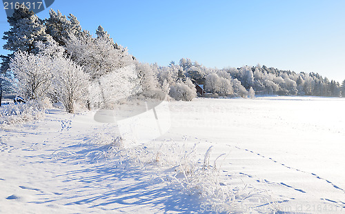 Image of White frost