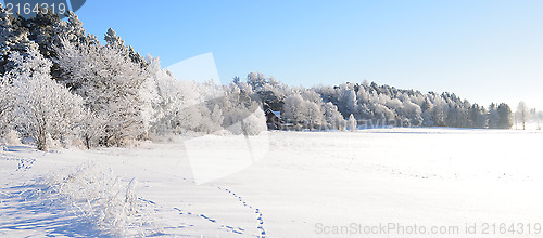 Image of White frost