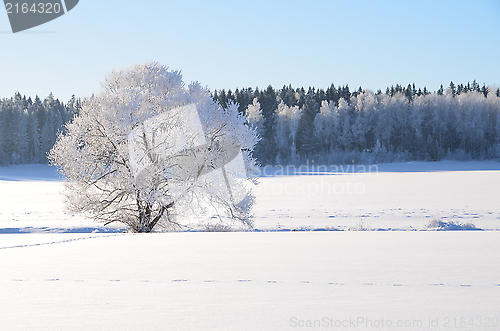 Image of White frost