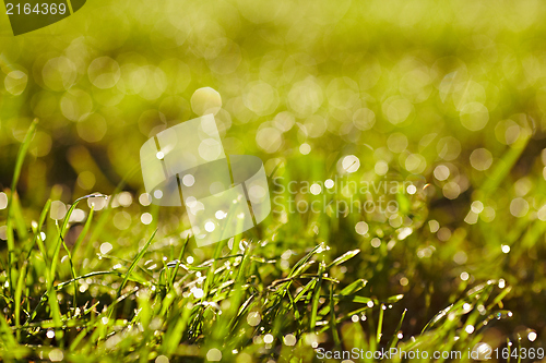 Image of Morning dew on a grass.