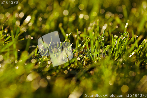 Image of Morning dew on a grass.