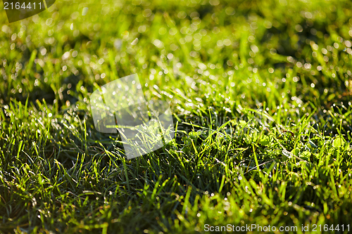 Image of Morning dew on a grass.