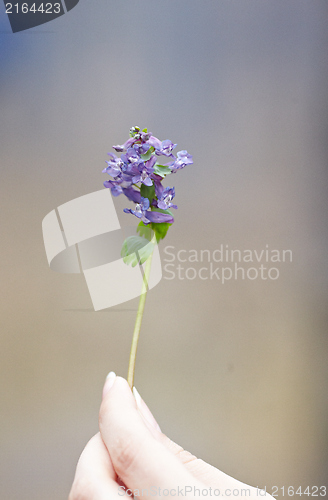 Image of Flower