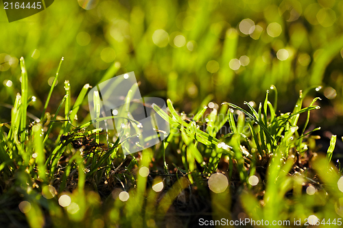 Image of Morning dew on a grass.