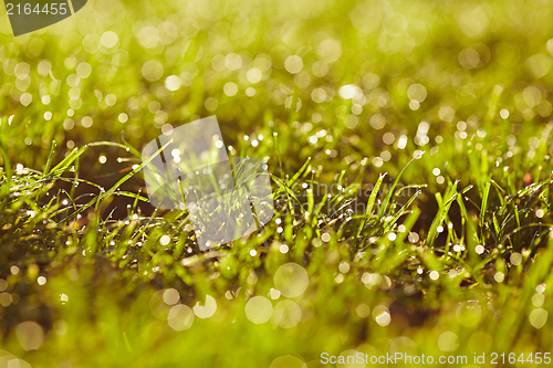 Image of Morning dew on a grass.